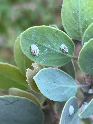 iNaturalist observation photo of True Bugs, Hoppers, Aphids, and allies