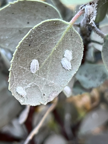 iNaturalist observation photo of Scale Insects