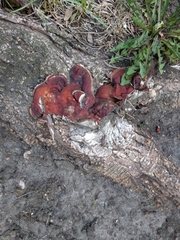 Ganoderma sessile