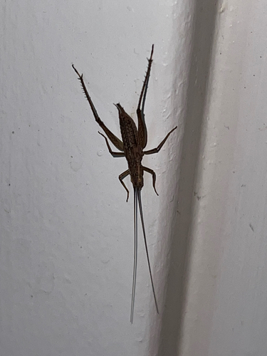 iNaturalist observation photo of Western Tree Cricket