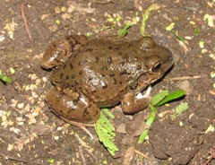 Leptodactylus bufonius