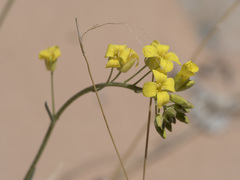 Physaria rectipes