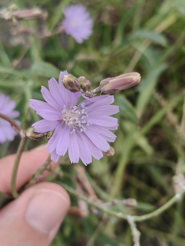 Blue lettuce (Lactuca tatarica)