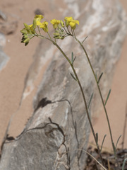 Physaria rectipes