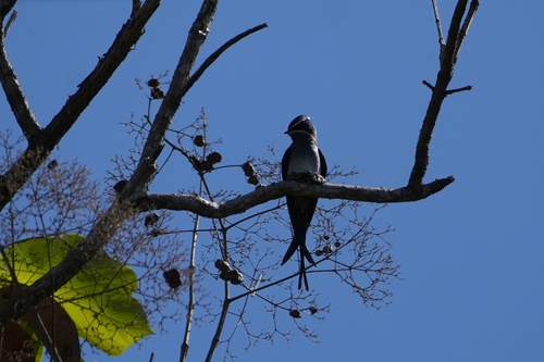 Moustached Treeswift (Hemiprocne mystacea), photo 4