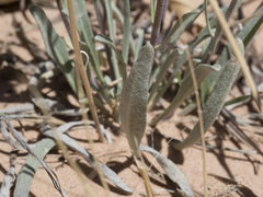 Physaria rectipes