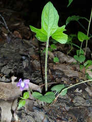 Viola triloba