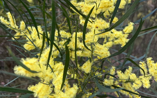 Variable sallow wattle