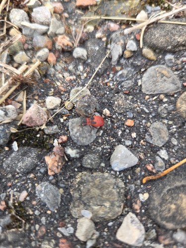 European Firebug