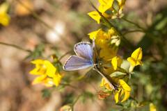 Plebejus idas