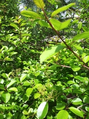 Magnoliopsida