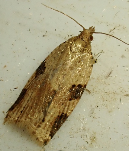 Cyclamen Tortrix, Graafland, Groot-Ammers, South Holland, NL, photo 5 of 10