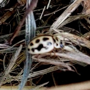 16-spot Ladybird