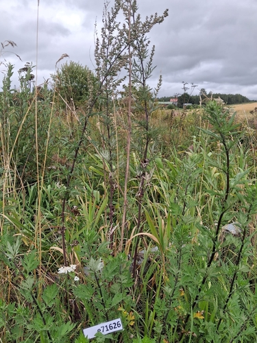 common mugwort