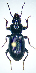 Pterostichus caudicalis