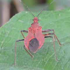 Cutocoris russatus