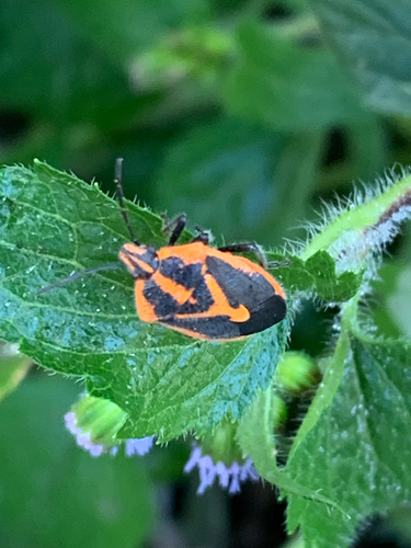 Horehound Bug