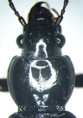 Pterostichus caudicalis