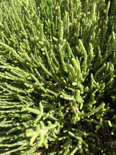 Salicornia perennis, photograph 1
