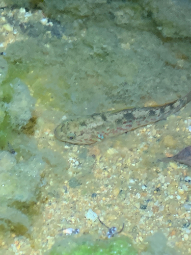 Southern Purple-spotted Gudgeon
