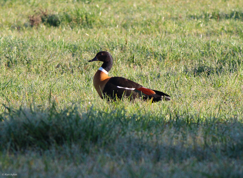 Australian Shelduck