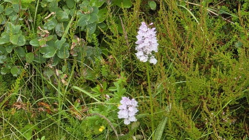 heath spotted orchid