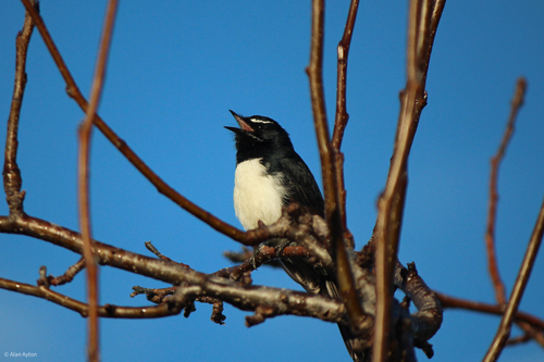 Willie Wagtail