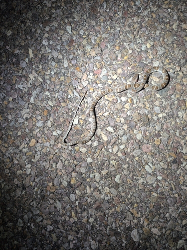 Sonoran Lyre Snake