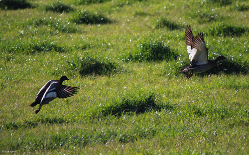Australian Wood Duck