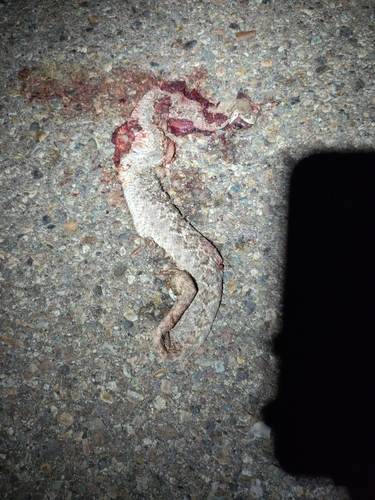 Western Diamond-backed Rattlesnake