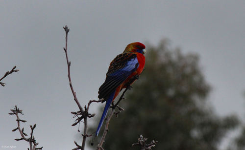 Crimson Rosella