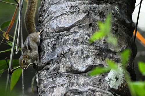 Congo Rope Squirrel