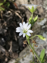 Cerastium velutinum