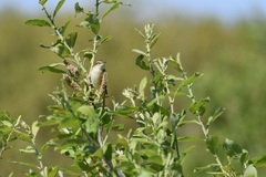 Acrocephalus schoenobaenus