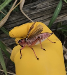 Nastonotus foreli