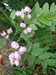 Robinia hispida
