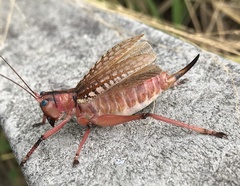 Nastonotus foreli