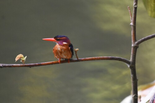 African Pygmy Kingfisher