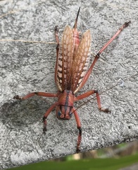 Nastonotus foreli