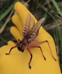 Nastonotus foreli