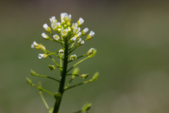 Lepidium campestre