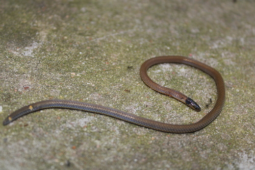 Collared Reed Snake, Calamaria pavimentata