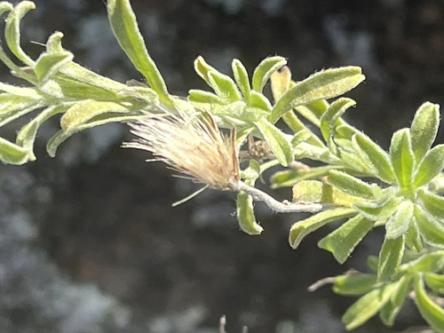 Vittadinia gracilis observed 2026-08-08