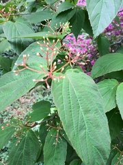 Viburnum