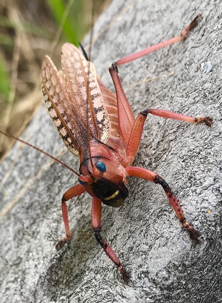 Nastonotus foreli
