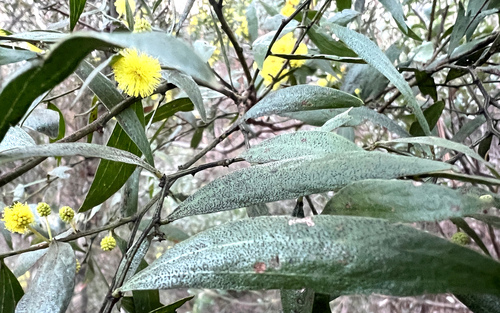 Varnish Wattle