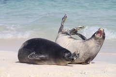 Hawaiian Monk Seal photo 5