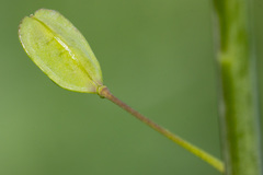 Lepidium campestre