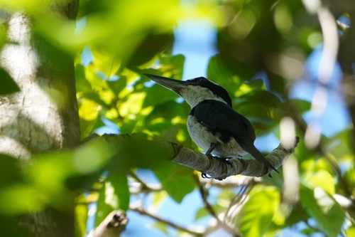 Sombre Kingfisher (Todiramphus funebris)