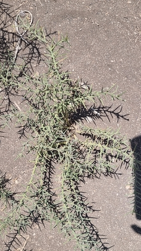 Camel's Thorn